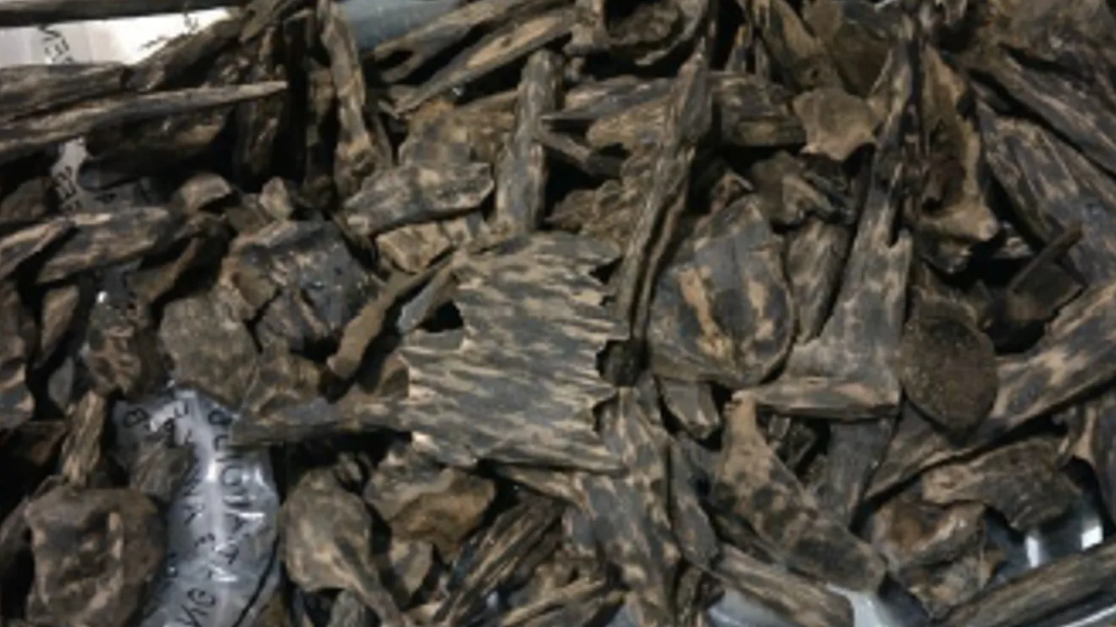Graded wild agarwood chips heaped on a tray