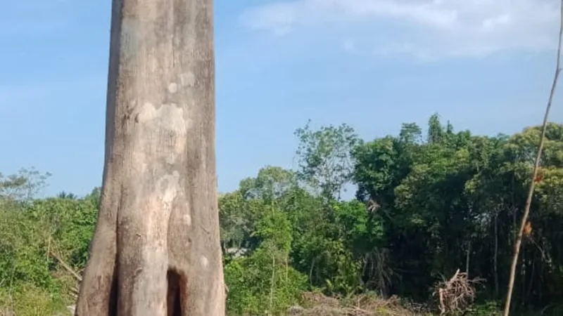 The trunk of an Aquilaria tree at a cleared forest site, forest behind