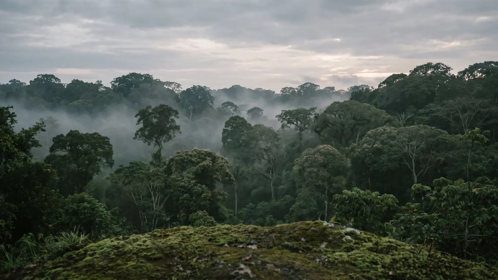 Mature tropical secondary forest canopy at first light seen from a low ridge with mist lying in the valley