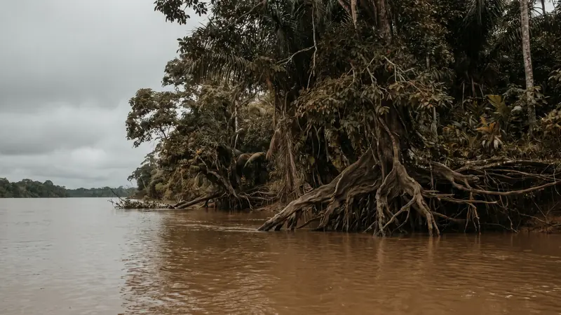 A slow brown river margin with overhanging tropical forest and exposed roots under flat light