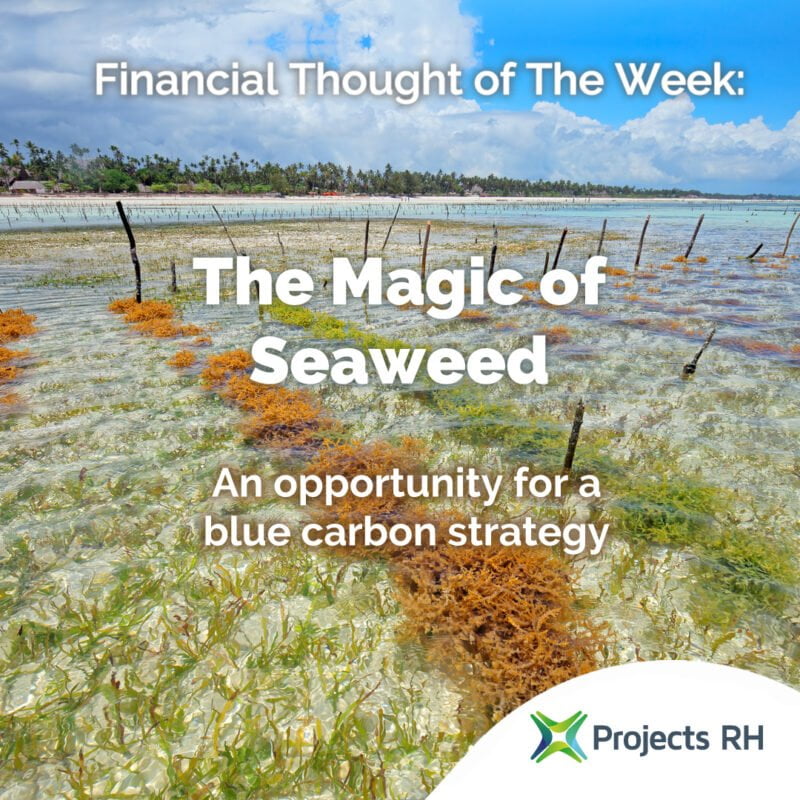 Seaweed - Carbon Credit Strategy