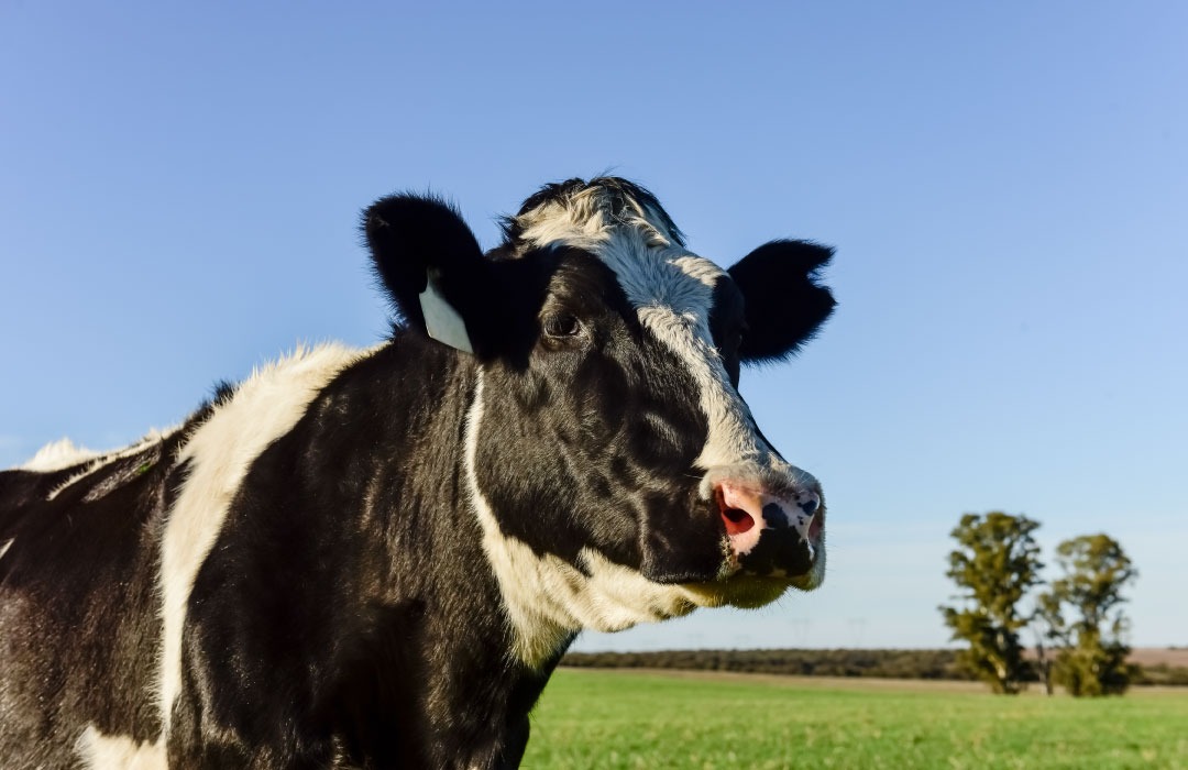 Can methane gas be used as fuel? – a powerful path toward renewable energy and sustainable funding